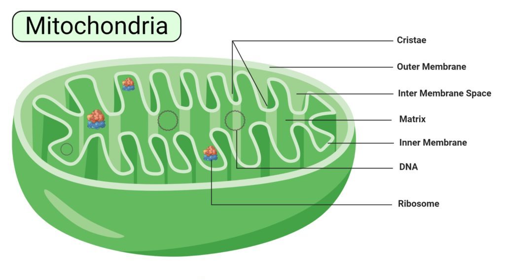 Mitokondria