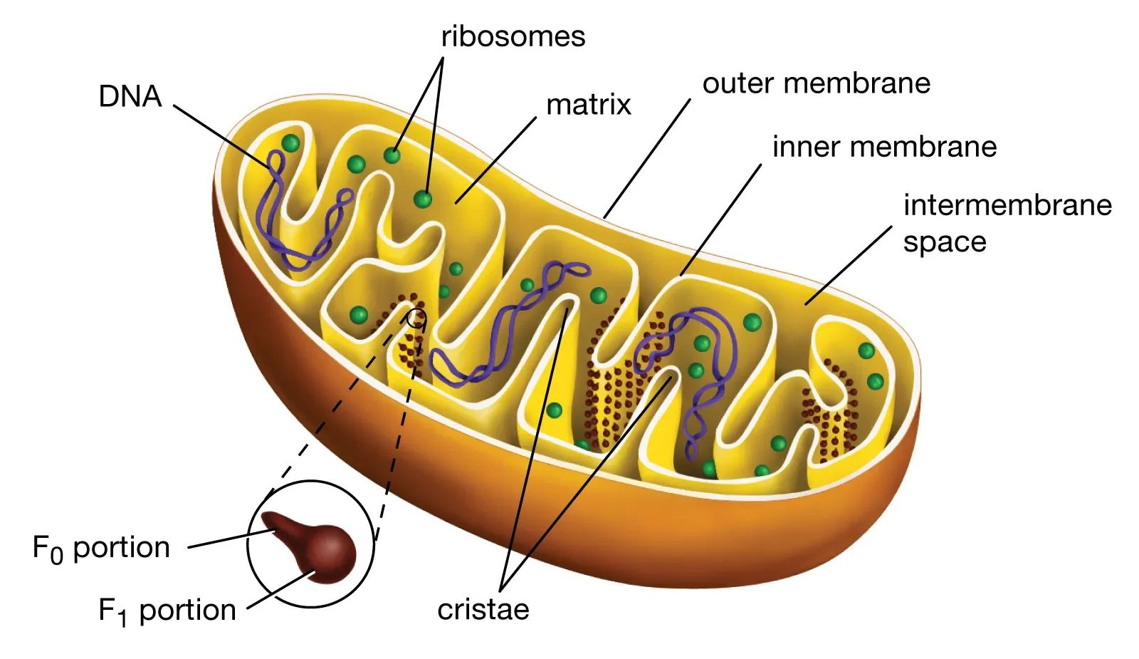 Mitokondria