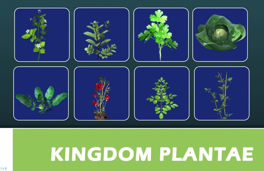 Plantae