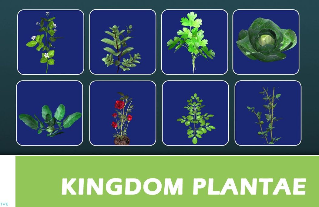 Plantae