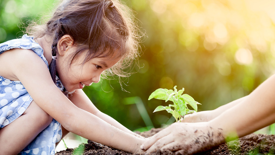 Belajar Berkebun Organik Tanpa Bahan Kimia