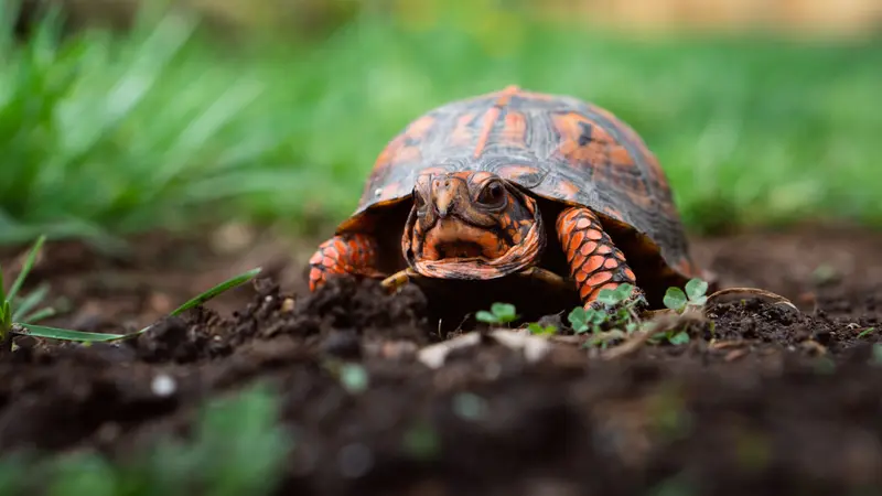 Hewan Vertebrata