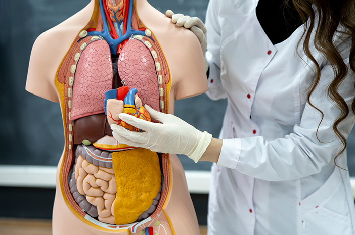 Organ Tubuh Manusia dan Fungsinya yang Wajib Diketahui Setiap Orang