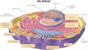 Sel Hewan: Komponen, Organel, dan Cara Kerjanya yang Menakjubkan