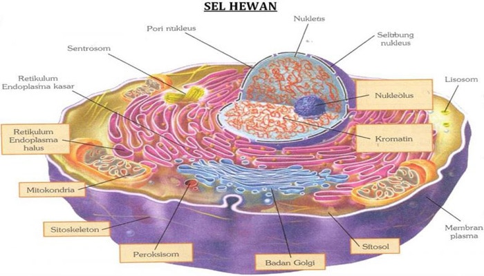 Sel Hewan: Komponen, Organel, dan Cara Kerjanya yang Menakjubkan