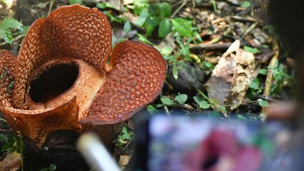 Keanekaragaman Hayati