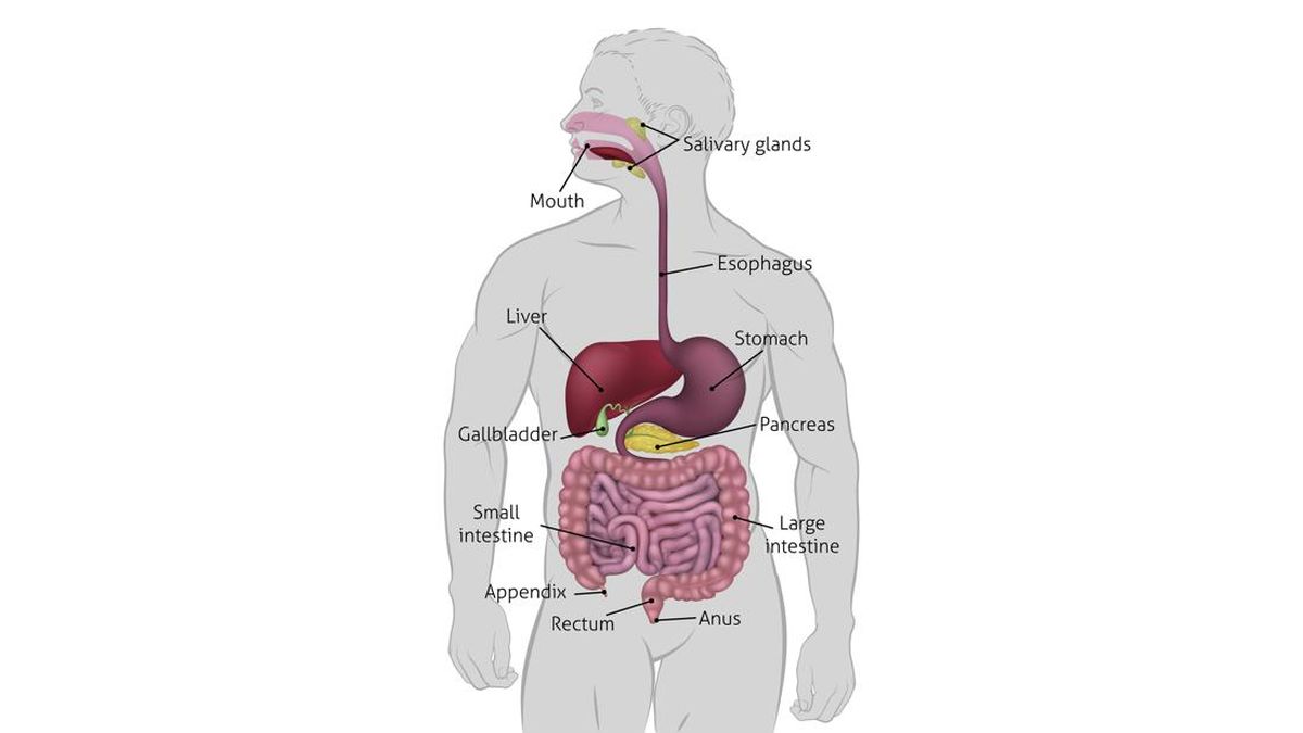 Sistem Pencernaan Manusia